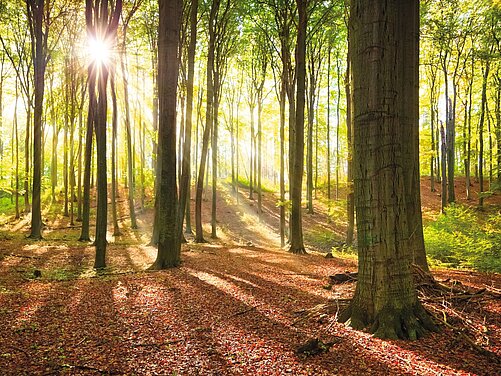 Wald im Herbst mit Blättern am Boden und Sonnenstrahlen