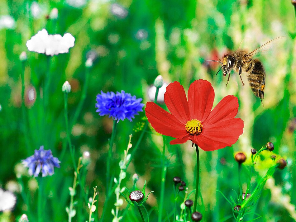 Blumenwiese mit Blüten und einer Biene