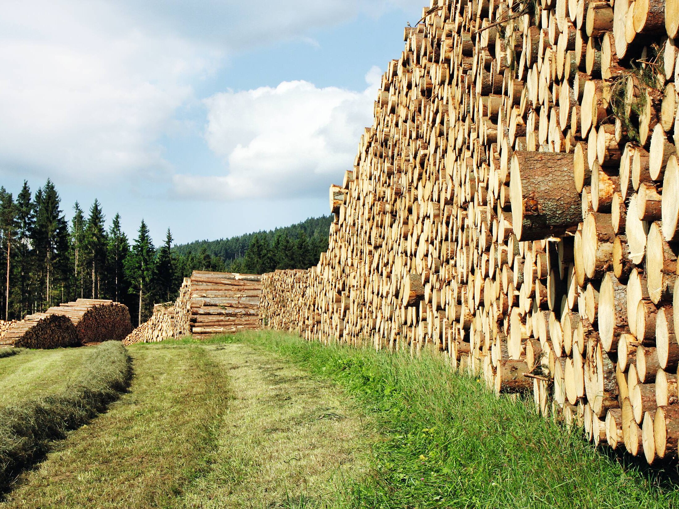 Holzstapel auf einer Wiese