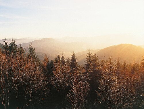 Wald im Herbst mit Bergen und Sonnenstrahlen